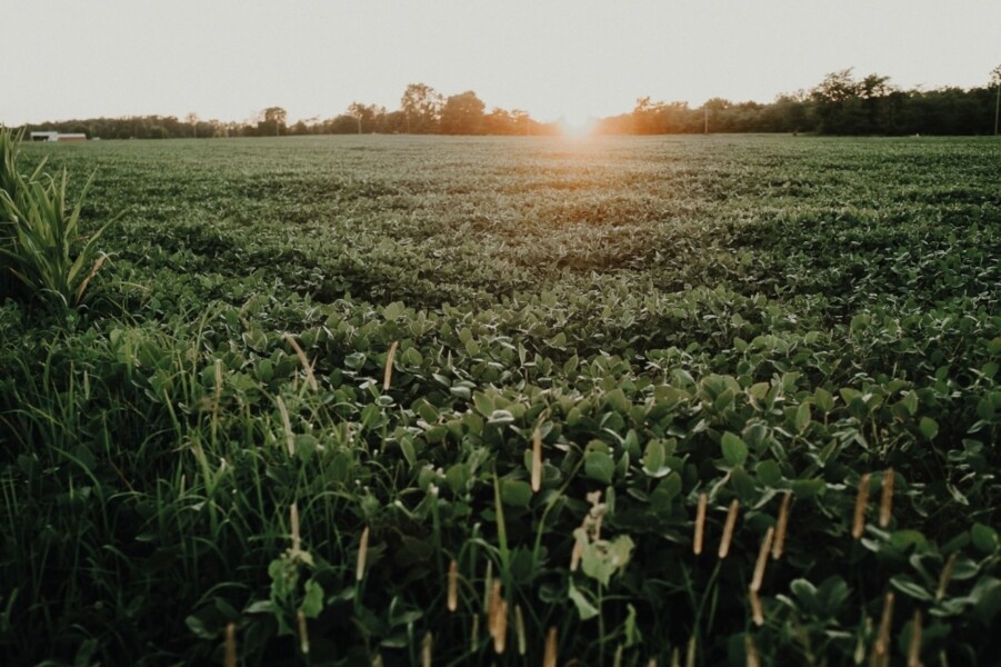 seguro-rural-registra-recorde-de-contratacoes-em-2020