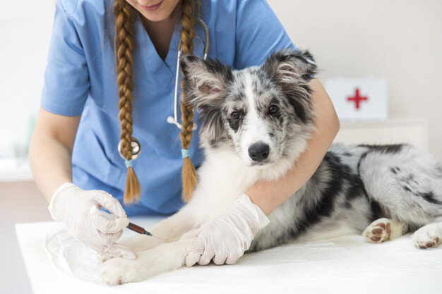 argo-seguros-lanca-campanha-para-celebrar-mes-do-medico-veterinario