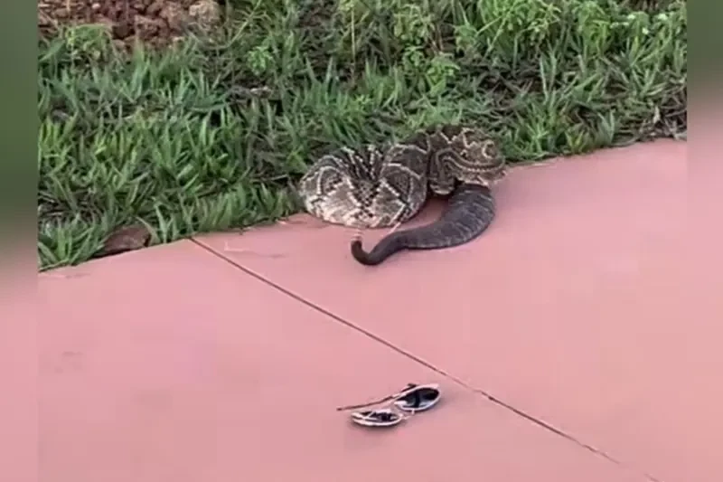 ataque-de-cascavel-durante-gravacao-alerta-necessidade-de-protecao-com-seguros-adequados