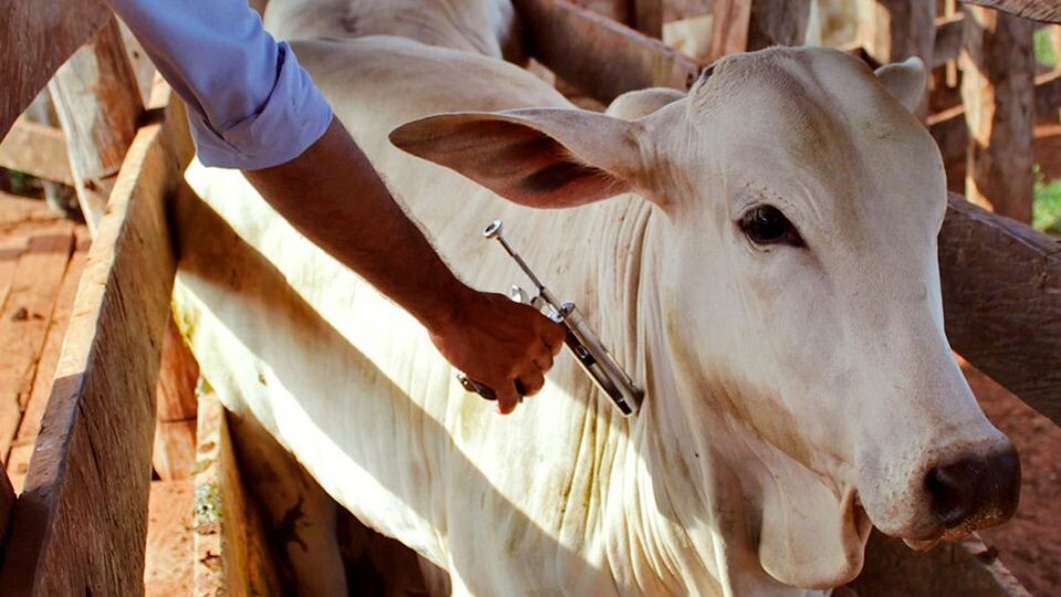 rs-tem-seguro-contra-a-febre-aftosa-renovado