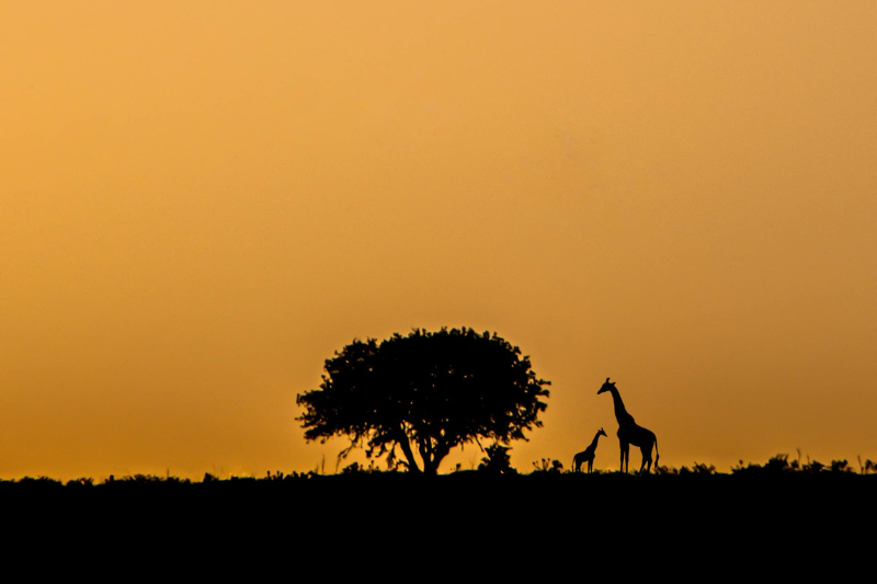 grupo-hdi-leva-100-corretores-para-viagem-a-africa-do-sul