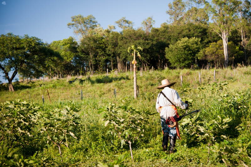 norma-veta-seguro-rural-para-quem-submete-trabalhador-a-condicoes-analogas-a-escravidao