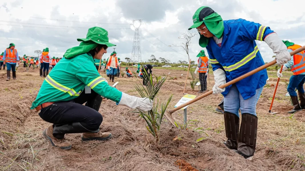 macauba-o-biocombustivel-brasileiro-que-pode-impulsionar-inovacao-e-sustentabilidade-no-mercado-de-seguros