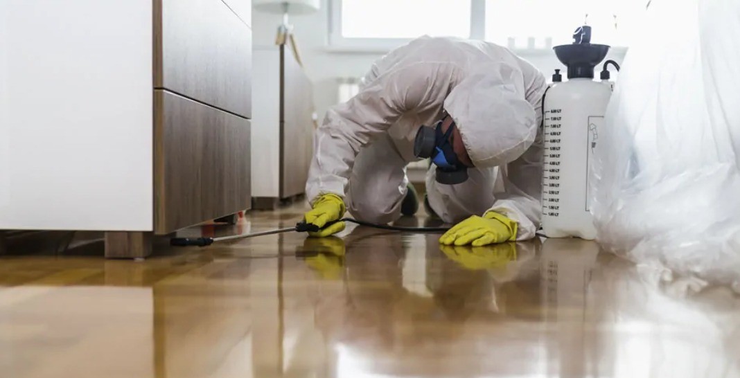 seguro-residencial-da-bb-seguros-conta-com-servico-de-desinsetizacao