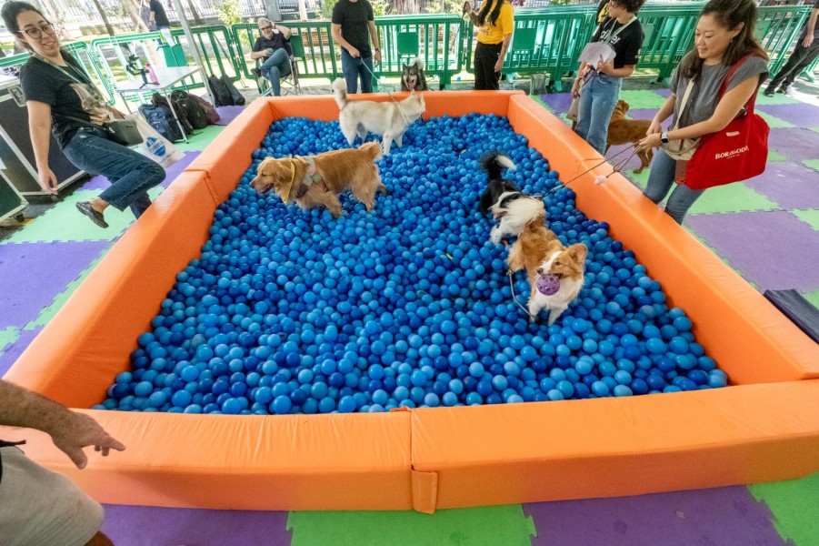 tokio-marine-promove-dog-day-para-colaboradores-em-sao-paulo