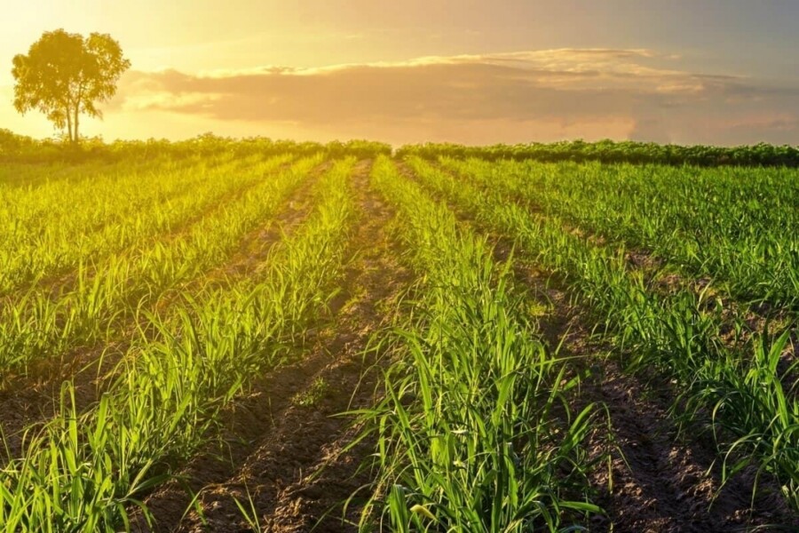 setor-de-etanol-e-acucar-no-brasil-pode-render-mais-de-r-500-milhoes-em-apolices-de-seguro