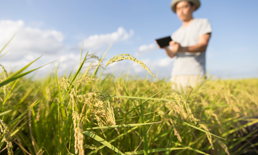 seguro-rural-recua-em-2025-e-reforca-debate-sobre-financiamento-e-protecao-do-agro-brasileiro