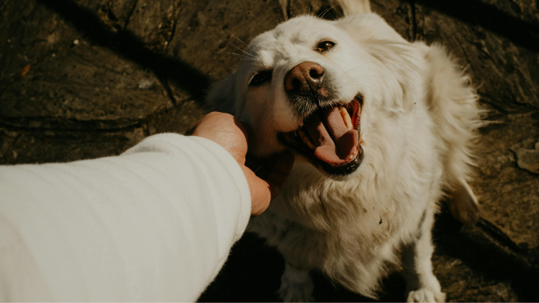 shopee-lanca-assistencia-pet-com-123seguro-e-meu-pet-club
