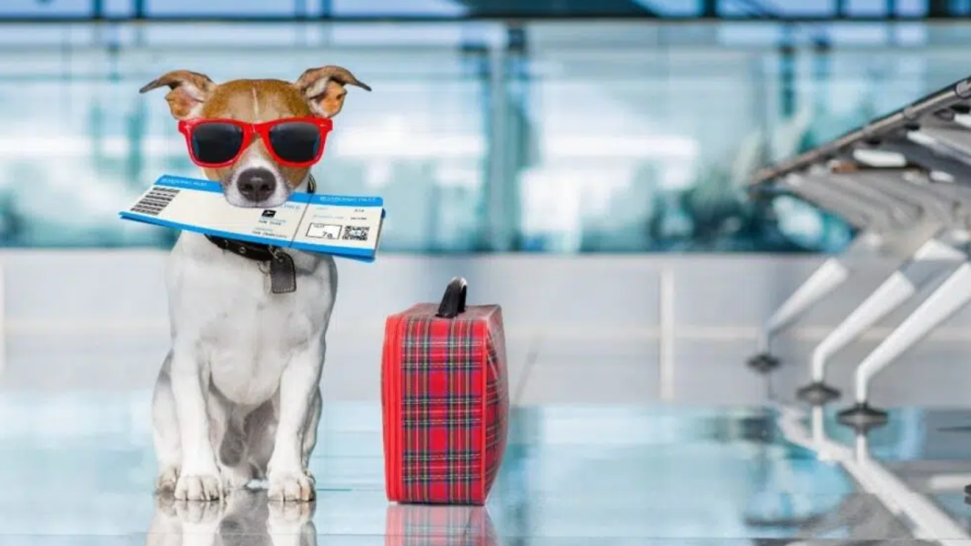 viagem-com-pet-cresce-e-acende-alerta-para-custos-veterinarios-no-exterior