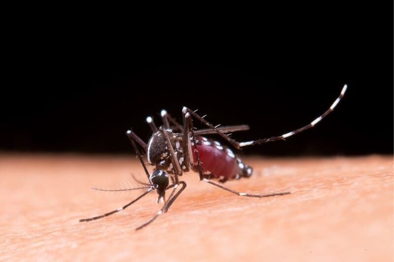 picos-de-dengue-o-impacto-nos-seguros-de-vida-e-estrategias-para-lidar-com-o-aumento-de-casos