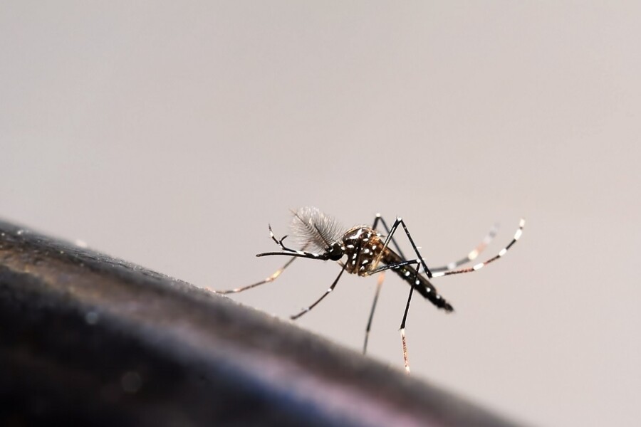 prudential-anuncia-pagamento-de-indenizacoes-por-dengue-apos-declaracao-de-epidemia