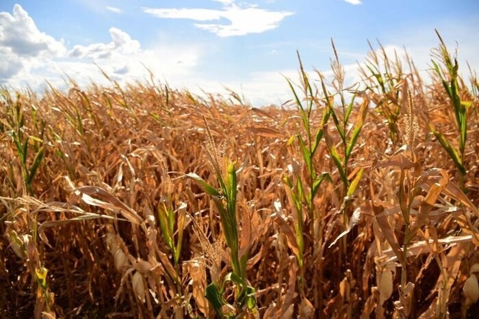 mais-15-cidades-gauchas-obtem-reconhecimento-federal-de-situacao-de-emergencia-por-estiagem